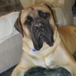 Rufus is complaining