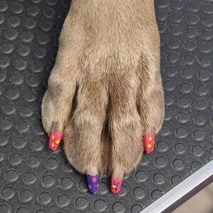 Nail & Paw Maintenance